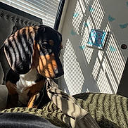 Pistol Dinoco Pete is registered to the contest to win money with this photo: animal, bed, black_and_brown, blanket, blinds, butterfly, cozy, curious, dog, ears, fabric, framed_picture, indoor, light_and_shadow, pet, shadows, snout, sunlight, texture, wall_decor