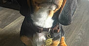 Pistol Dinoco Pete is registered to the contest to win money with this photo: adorable, animal, attention, black, brown, closeup, collar, cute, dog, ears, floor, indoor, law_enforcer, pet, puppy, sheriff_badge, sitting, white, wood, young