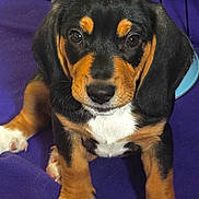 Pistol Dinoco Pete is registered to the contest to win money with this photo: puppy, dog, tri_color, black, brown, white, pet, animal, cute, young, fur, ears, paws, blanket, indoor, closeup, portrait, looking, sitting, adorable