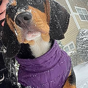 Pistol Dinoco Pete joined the competition — help win amazing prizes! dog, puppy, snow, purple_jacket, outdoor, winter, cute, pet, canine, black_and_tan, snowflakes, cold, house, fur, animal, portrait, curious, ears, nose, whiskers