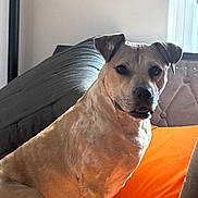 December joined the competition — help win amazing prizes! animal, bed, blanket, canine, companion, cozy, curious, cushion, dog, furniture, headboard, home, indoor, natural_light, orange_blanket, pet, portrait, seated, tan_dog, window
