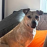 animal, bed, blanket, canine, companion, cozy, curious, cushion, dog, furniture, headboard, home, indoor, natural_light, orange_blanket, pet, portrait, seated, tan_dog, window