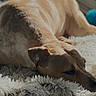 animal, blue_ball, brown_dog, canine, close_up, comfortable, cozy, dog, domestic, fluffy_rug, fur, home, indoor, lying_down, pet, relaxed, resting, sleepy, sunlight, window_light