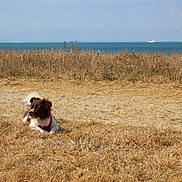 Akira a rejoint le concours — aidez-le/la à gagner de superbes lots ! beach, blue_sky, boats, brown_and_white, coast, dog, dry_grass, field, horizon, landscape, leash, lying_down, ocean, outdoor, pet, pink_harness, puppy, seaside, sitting, summer