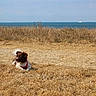 beach, blue_sky, boats, brown_and_white, coast, dog, dry_grass, field, horizon, landscape, leash, lying_down, ocean, outdoor, pet, pink_harness, puppy, seaside, sitting, summer