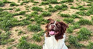 Akira participe au concours pour gagner de l'argent avec cette photo : animal, brown_and_white, daylight, dog, fenced_area, field, grass, happy, harness, nature, outdoor, park, pet, portrait, puppy, signboard, sitting, smiling, tongue_out, trees