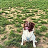 animal, brown_and_white, daylight, dog, fenced_area, field, grass, happy, harness, nature, outdoor, park, pet, portrait, puppy, signboard, sitting, smiling, tongue_out, trees