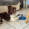 Akira a rejoint le concours — aidez-le/la à gagner de superbes lots ! blue_toy, brown_and_white, couch, dog, happy, home, indoor, lamp, living_room, lying_down, open_mouth, paw, pet, pillow, playful, portrait, puppy, tile_floor, tongue, toy
