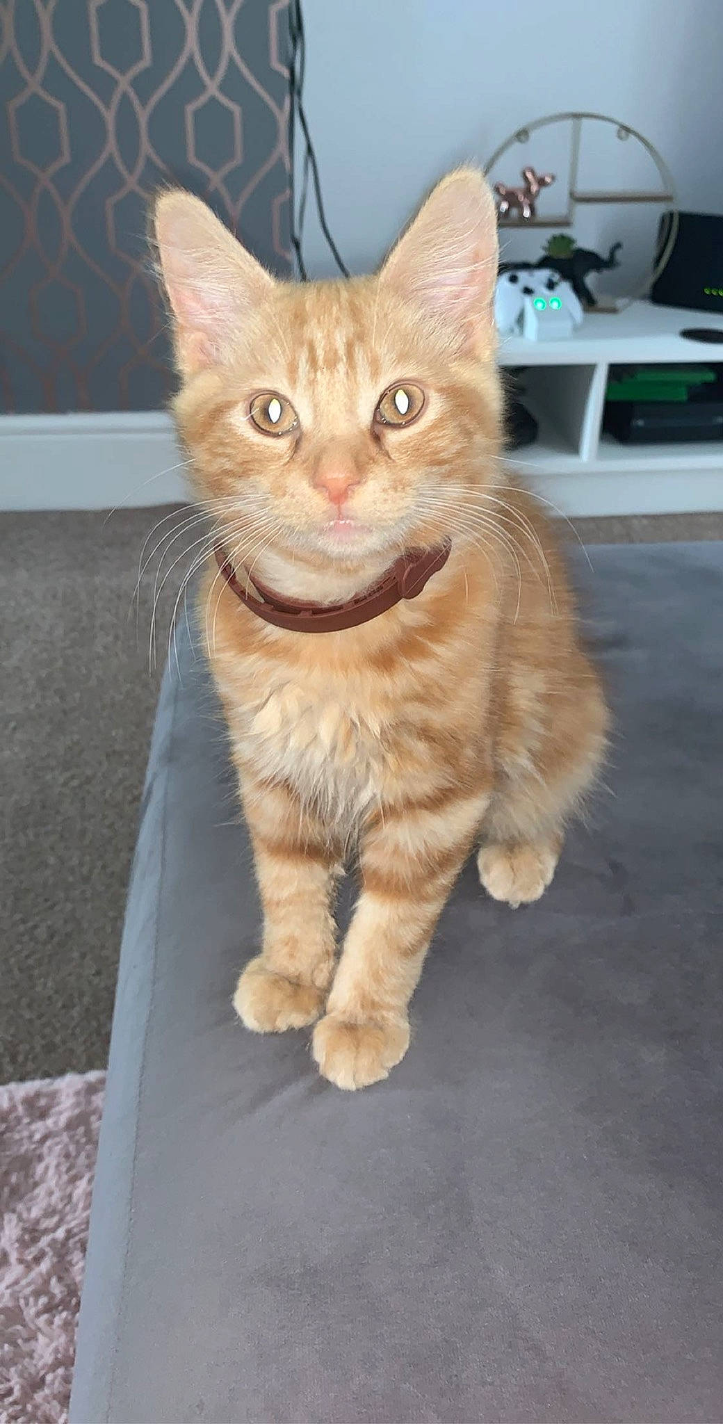 Jaffa joined the competition — help win amazing prizes! aegean_cat, arabian_mau, asian, carnivore, cat, cymric, domestic_long_haired_cat, domestic_short_haired_cat, european_shorthair, fawn, felidae, kitten, maine_coon, mammal, ojos_azules, polydactyl_cat, small_to_medium_sized_cats, tabby_cat, vertebrate, whiskers