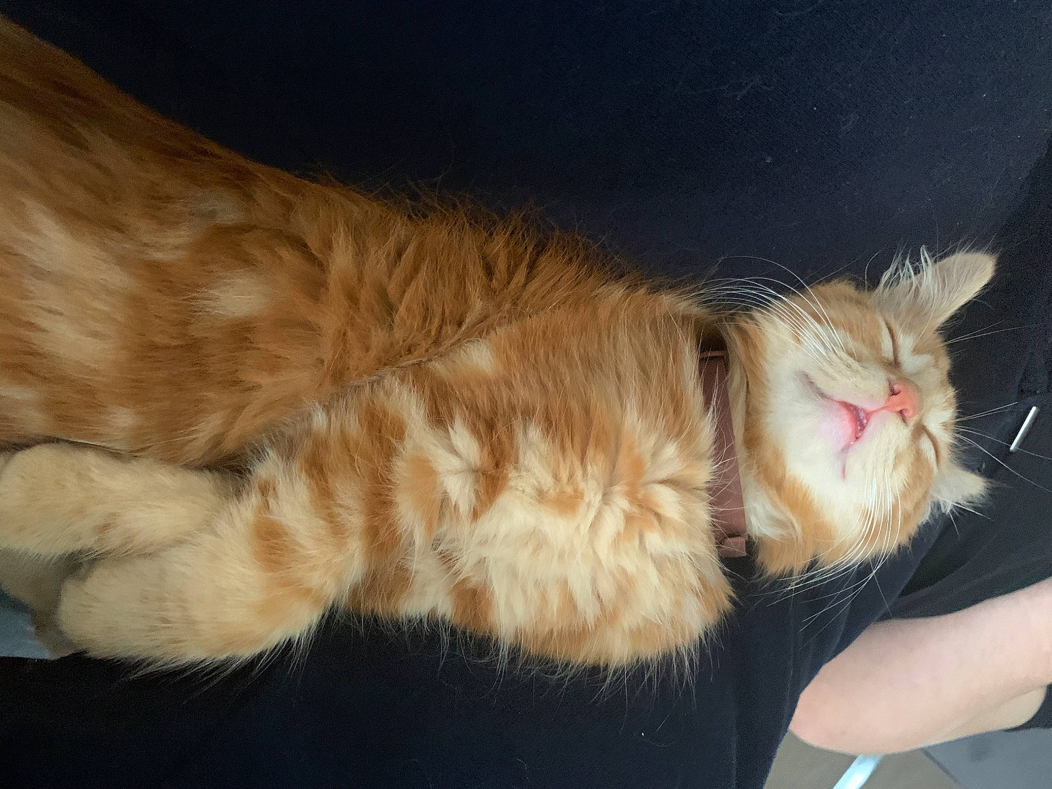 Jaffa is registered to the contest to win money with this photo: asian, carnivore, cat, claw, cymric, domestic_long_haired_cat, ear, european_shorthair, fawn, felidae, fur, leg, mammal, nap, nose, paw, polydactyl_cat, small_to_medium_sized_cats, tail, whiskers