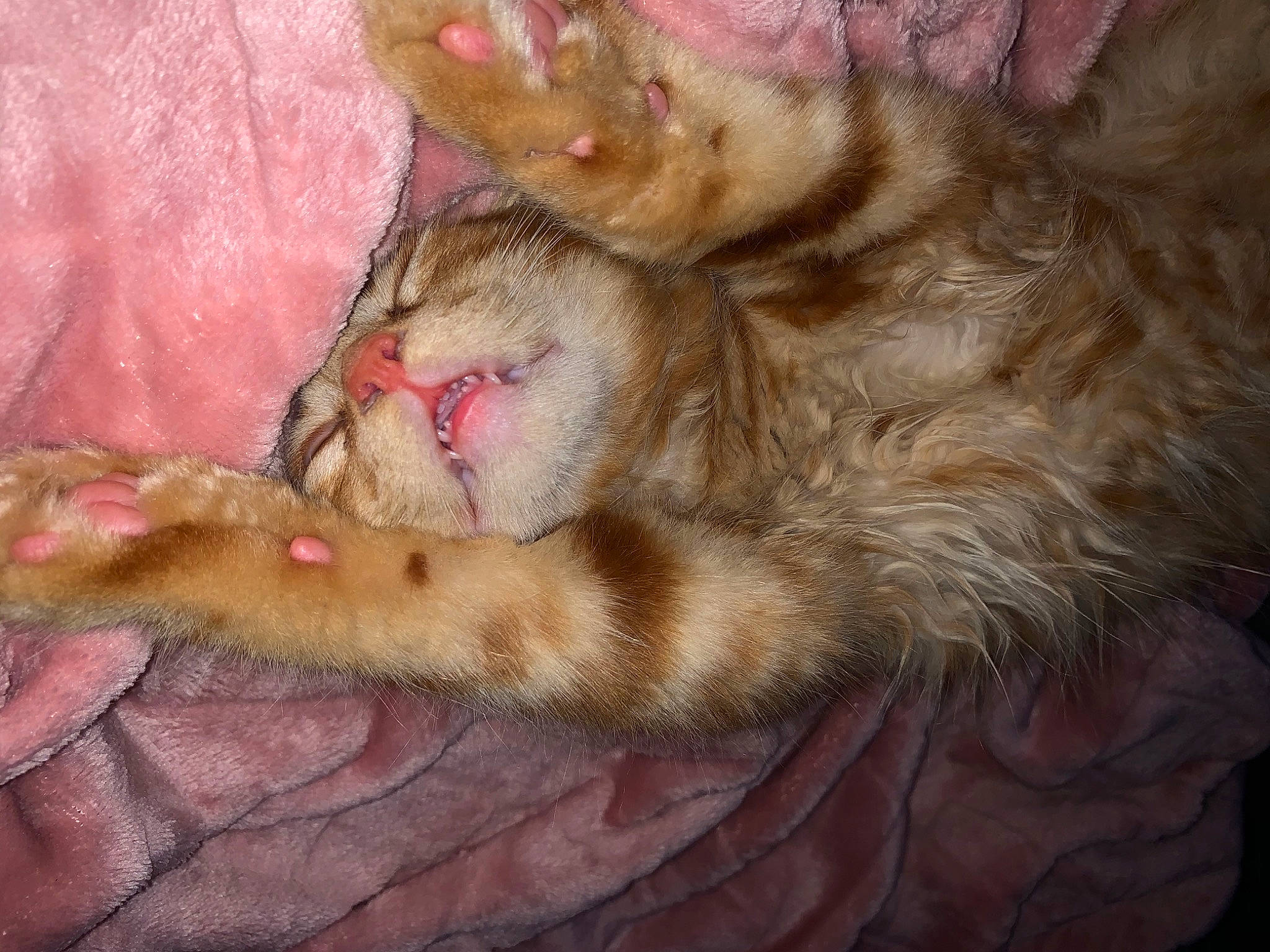 Jaffa joined the competition — help win amazing prizes! carnivore, cat, claw, fawn, felidae, fur, paw, small_to_medium_sized_cats