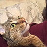 Cake is registered to the contest to win money with this photo: alert, animal, bed, cat, close_up, curious, cute, domestic_cat, fabric, fur, green_eyes, indoor, maroon_clothing, person_partial, pet, pillow, portrait, resting, tabby, whiskers