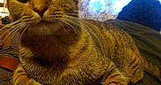 Cake joined the competition — help win amazing prizes! animal, back, cat, close_up, clothing, curious, curtains, ears, feline, fur, home, indoor, person, pet, portrait, resting, room, tabby, whiskers, window