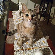Cake is registered to the contest to win money with this photo: animal, cat, closeup, cozy, crochet, curious, decor, ears, feline, furniture, green_eyes, home, indoor, pet, portrait, shadow, sitting, tabby, table, whiskers