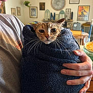 Cake is registered to the contest to win money with this photo: cat, towel, wrapped, indoor, hand, person, home, cozy, fur, whiskers, face, eyes, ears, portrait, animal, pet, comfort, snug, curious, casual