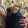 cat, towel, wrapped, indoor, hand, person, home, cozy, fur, whiskers, face, eyes, ears, portrait, animal, pet, comfort, snug, curious, casual