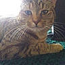 Cake is registered to the contest to win money with this photo: animal, blur, carpet, cat, close_up, domestic_animal, ears, face, feline, fur, indoor, light, lying_down, mammal, pet, resting, shadow, tabby_cat, whiskers, window