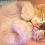 Gizmo joined the competition — help win amazing prizes! kitten, sleeping, fur, cute, pet, animal, paw, whiskers, closeup, face, resting, cozy, domestic_cat, adorable, pink_nose, feline, soft, young, calm, indoors