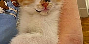 Gizmo joined the competition — help win amazing prizes! kitten, calico, cat, sleeping, pet, animal, fur, whiskers, paw, cute, cozy, arm, human, nail_polish, indoor, relaxation, comfort, closeup, adorable, resting