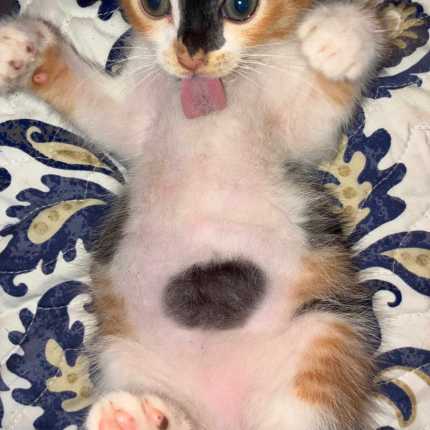 Gizmo joined the competition — help win amazing prizes! animal, belly, calico, cat, close_up, cute, feline, fur, indoor, kitten, lying_down, patterned_background, paw_pads, pet, pink, playful, soft, tongue_out, whiskers, young