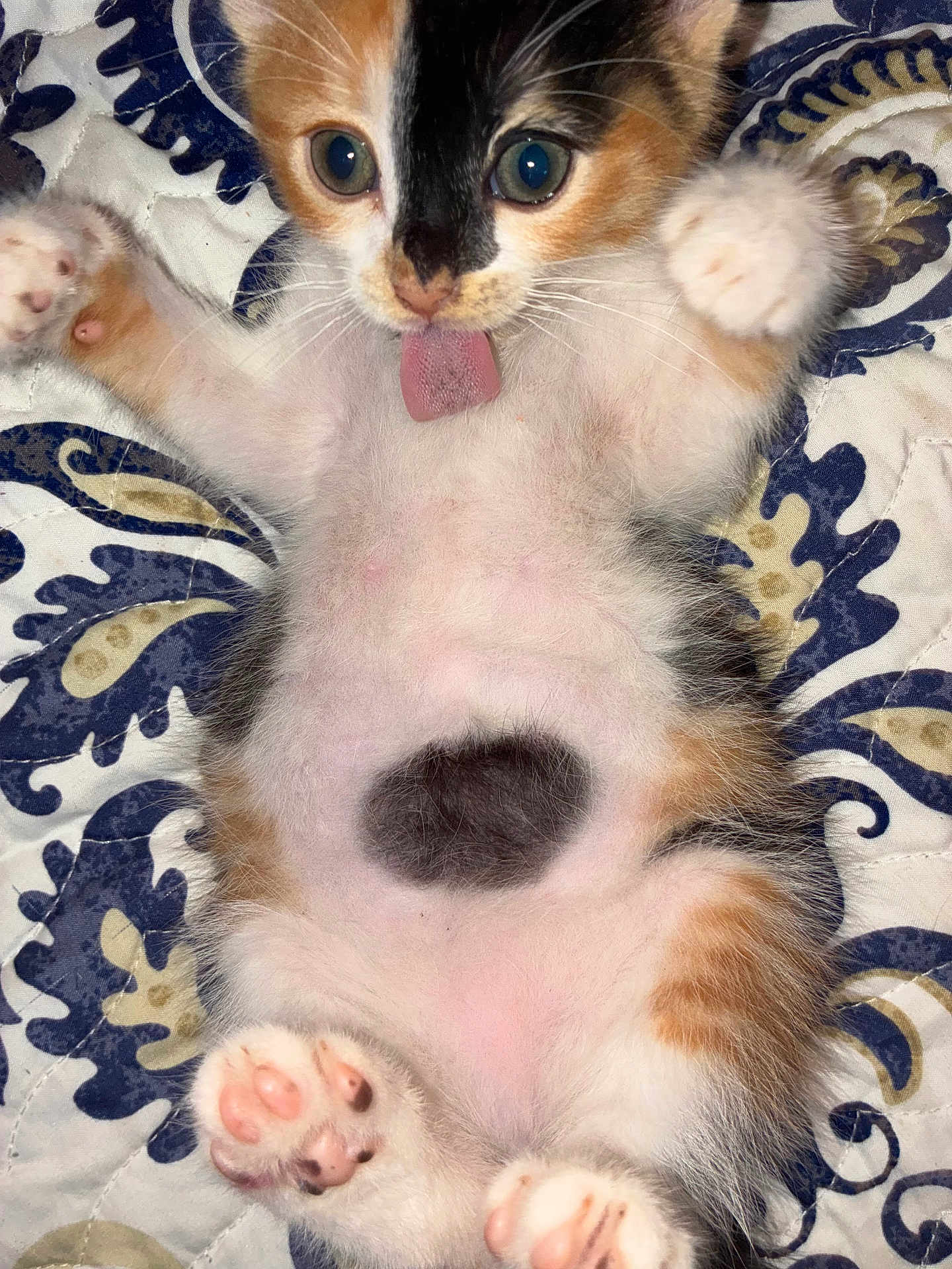 Gizmo joined the competition — help win amazing prizes! kitten, calico, cat, tongue_out, cute, playful, paw_pads, fur, lying_down, pet, animal, whiskers, pink, belly, patterned_background, close_up, feline, young, indoor, soft