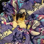 Gizmo joined the competition — help win amazing prizes! kitten, cat, calico, sleeping, blanket, purple, cozy, cute, pet, fur, paws, animal, resting, indoor, soft, snuggled, small, adorable, relaxed, comfort