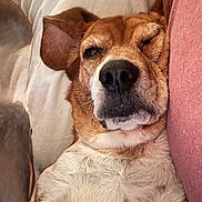 Izzy is registered to the contest to win money with this photo: dog, close_up, winking, relaxed, couch, fur, pet, indoor, brown, white, snout, ear, nose, resting, comfortable, domestic, animal, portrait, sleepy, cozy