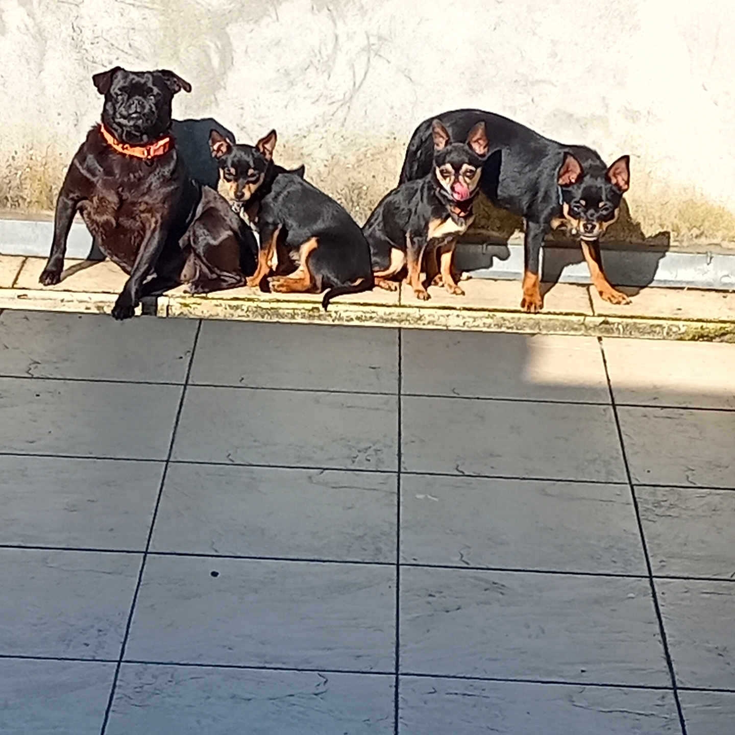 Patou Et Les Autres