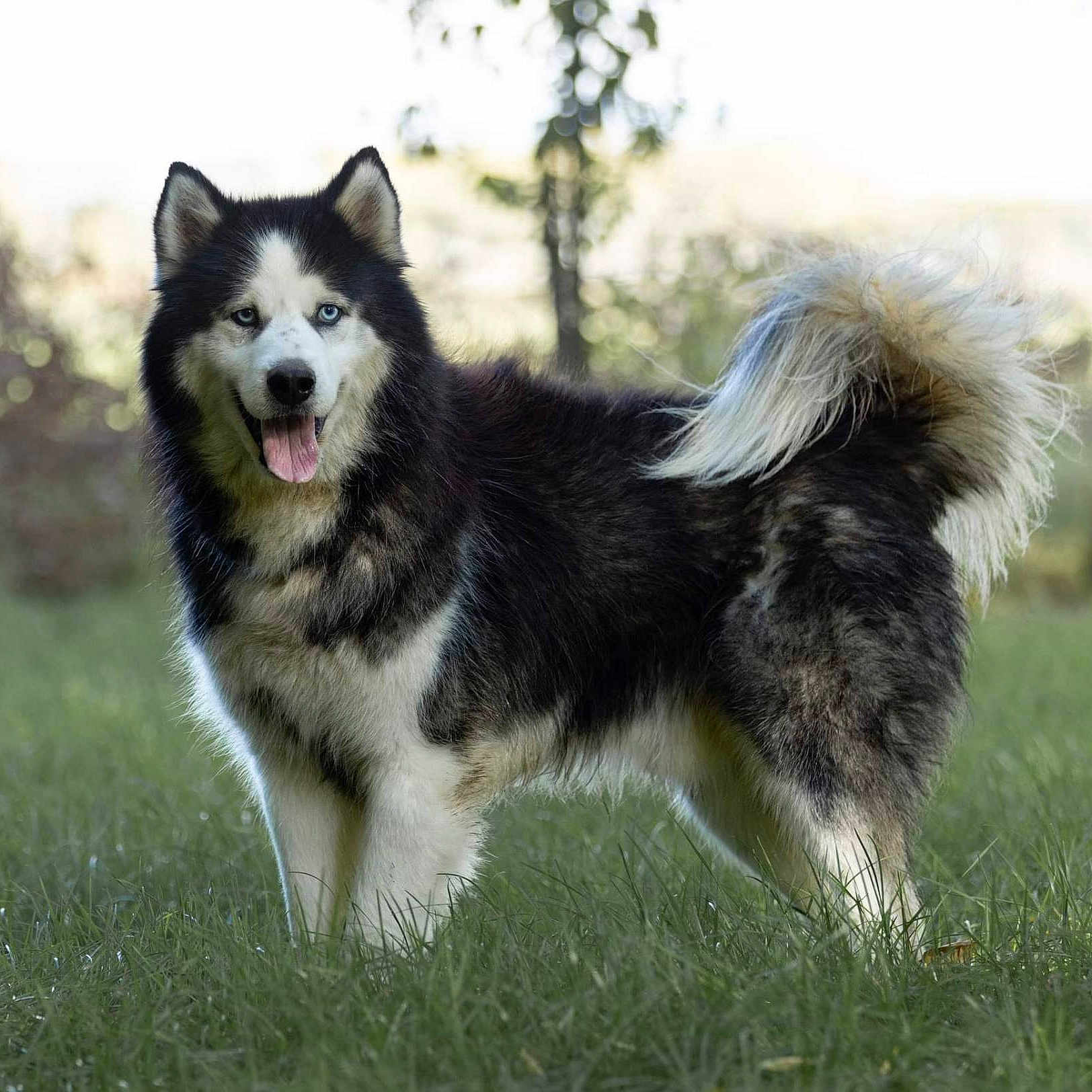 Max