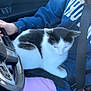 cat, black_and_white_cat, person, blue_sweatshirt, purple_pants, car_interior, steering_wheel, seatbelt, lap, sitting, pet, animal, feline, resting, close_up, indoor, casual_clothing, hand, dashboard, comfort