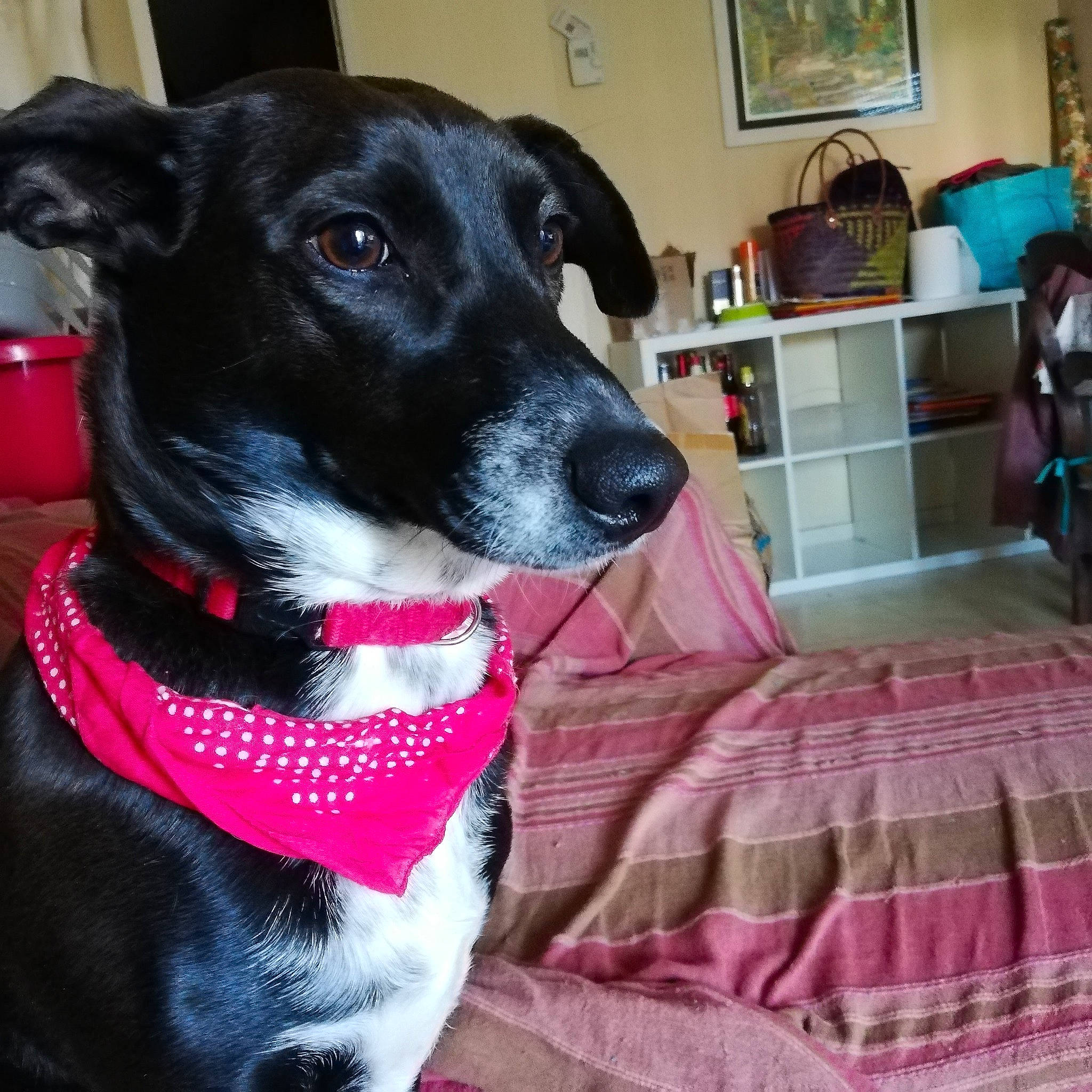 Nala