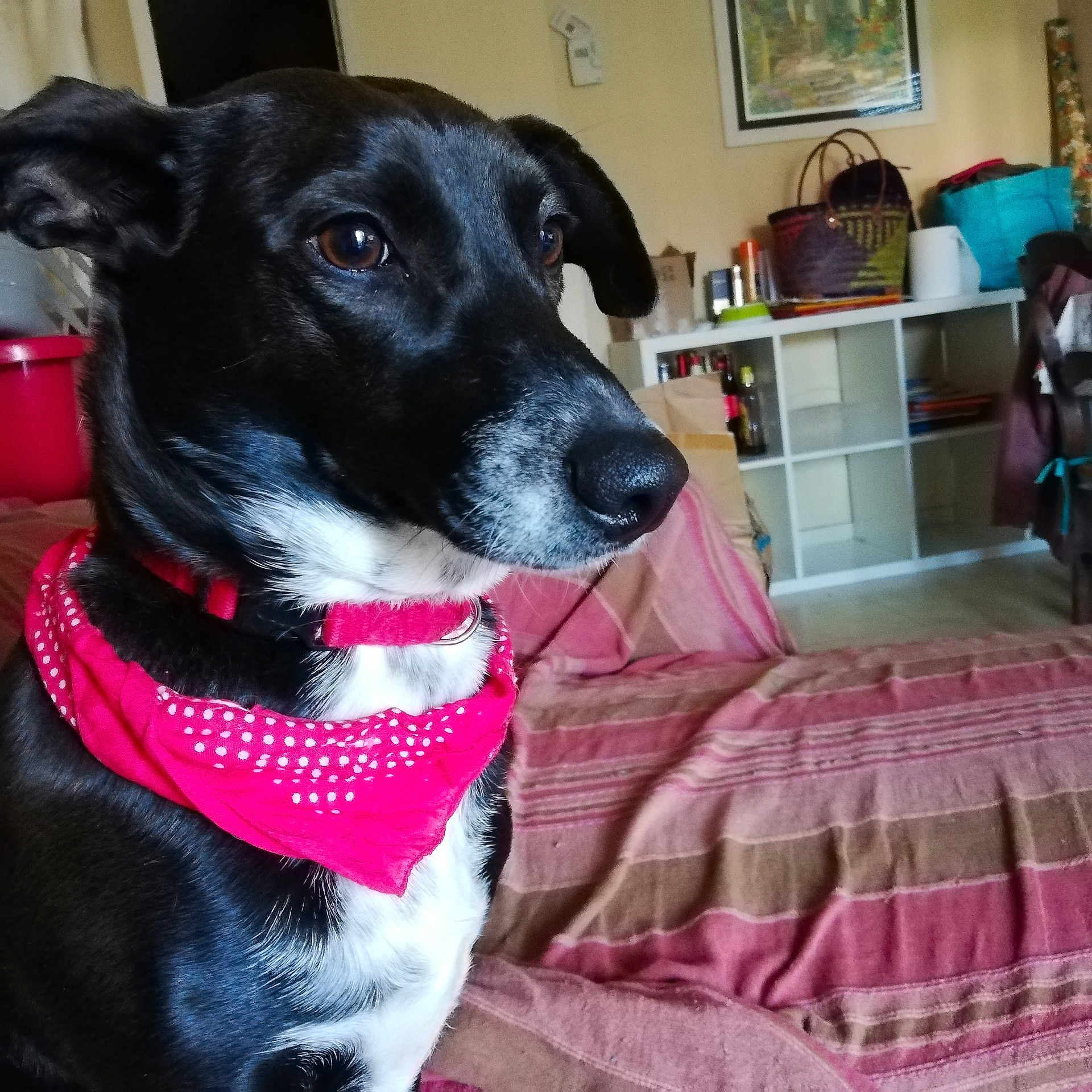 Nala