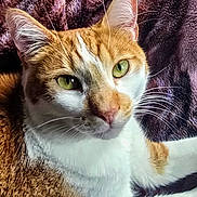 Nemo is registered to the contest to win money with this photo: animal, blanket, cat, close_up, cute, domestic_cat, feline, fur_detail, green_eyes, indoors, lying_down, mammal, orange_cat, pet, portrait, purple_blanket, relaxed, soft_texture, whiskers, white_fur