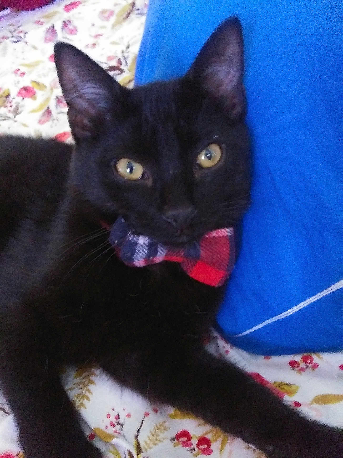 Shadow Magic joined the competition — help win amazing prizes! animal, black_cat, blue_pillow, bow_tie, cat, close_up, companion, cozy, cute, domestic_cat, feline, floral_bedspread, furry, indoor, pet, portrait, relaxed, sleeping_area, whiskers, yellow_eyes