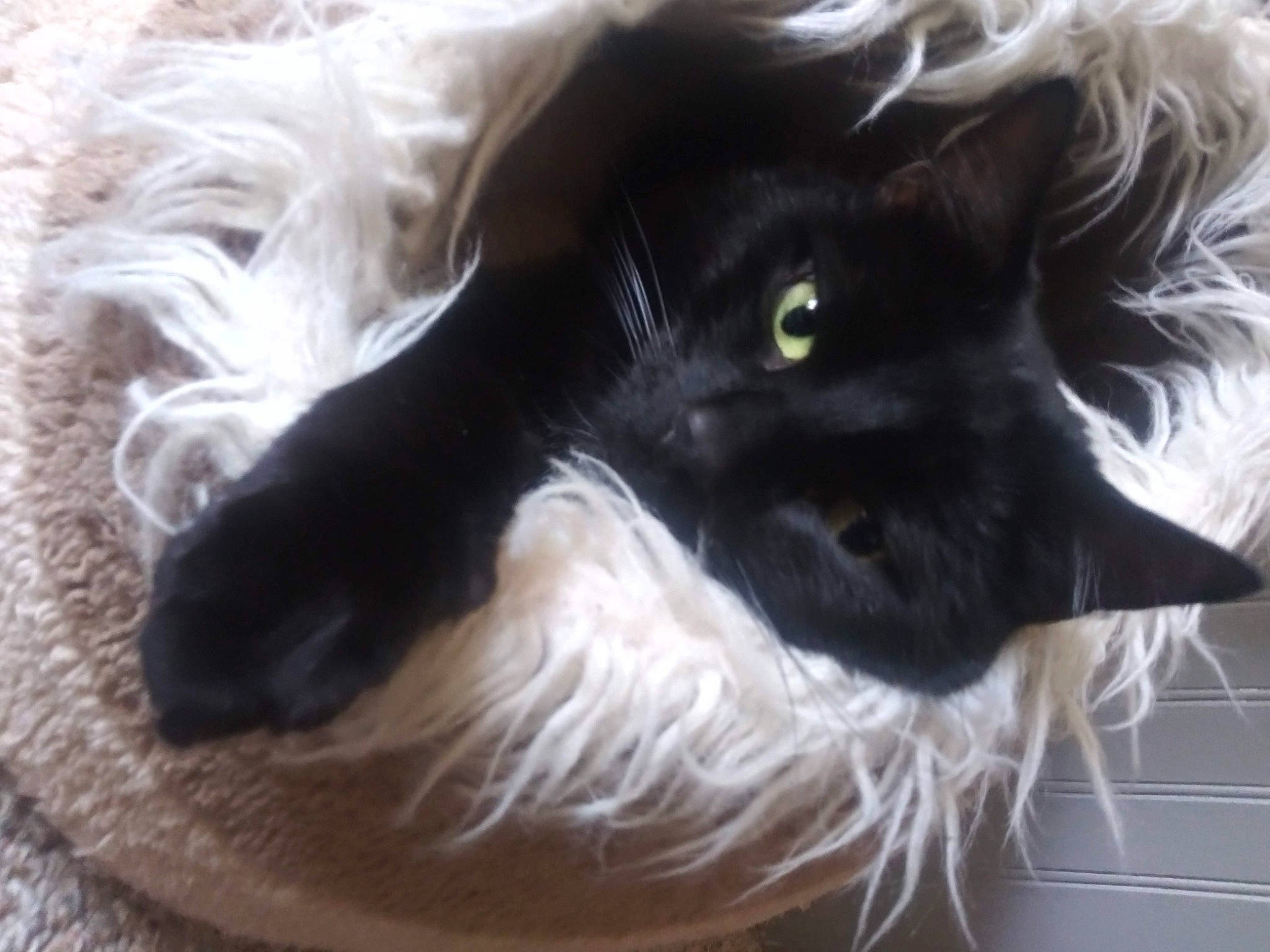 Shadow Magic joined the competition — help win amazing prizes! canidae, carnivore, cat, cat_bed, companion_dog, dog, dog_breed, felidae, fur, pet_supply, small_to_medium_sized_cats, snout, sporting_group, tail, terrestrial_animal, whiskers, working_animal