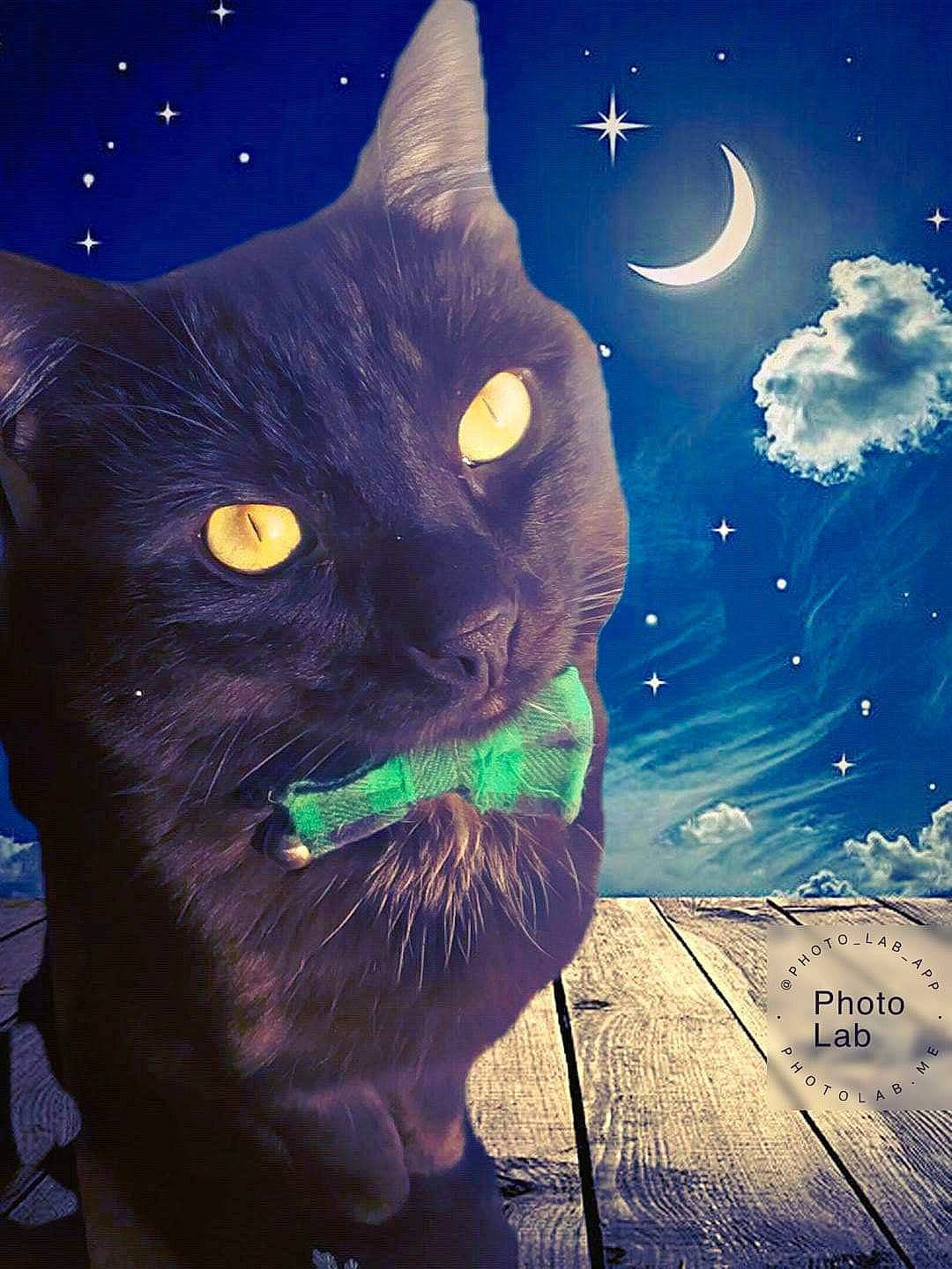 Shadow Magic is registered to the contest to win money with this photo: art, astronomical_object, beauty, black_cat, carnivore, cat, crescent, electric_blue, event, felidae, happy, moon, painting, plant, sky, small_to_medium_sized_cats, snout, space, vertebrate, whiskers