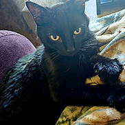 Shadow Magic is registered to the contest to win money with this photo: animal, black_cat, blanket, cat, close_up, cozy, cushion, cute, domestic_animal, feline, fur, indoor, paws, pet, portrait, relaxed, resting, soft_texture, whiskers, yellow_eyes