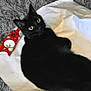 Shadow Magic joined the competition — help win amazing prizes! animal, black_cat, carpet, cat, christmas, close_up, crumpled_paper, curious, domestic_cat, eyes, fur, gray_carpet, holiday, indoor, lying_down, pet, playful, sheet, snowman_pattern, wrapping_paper