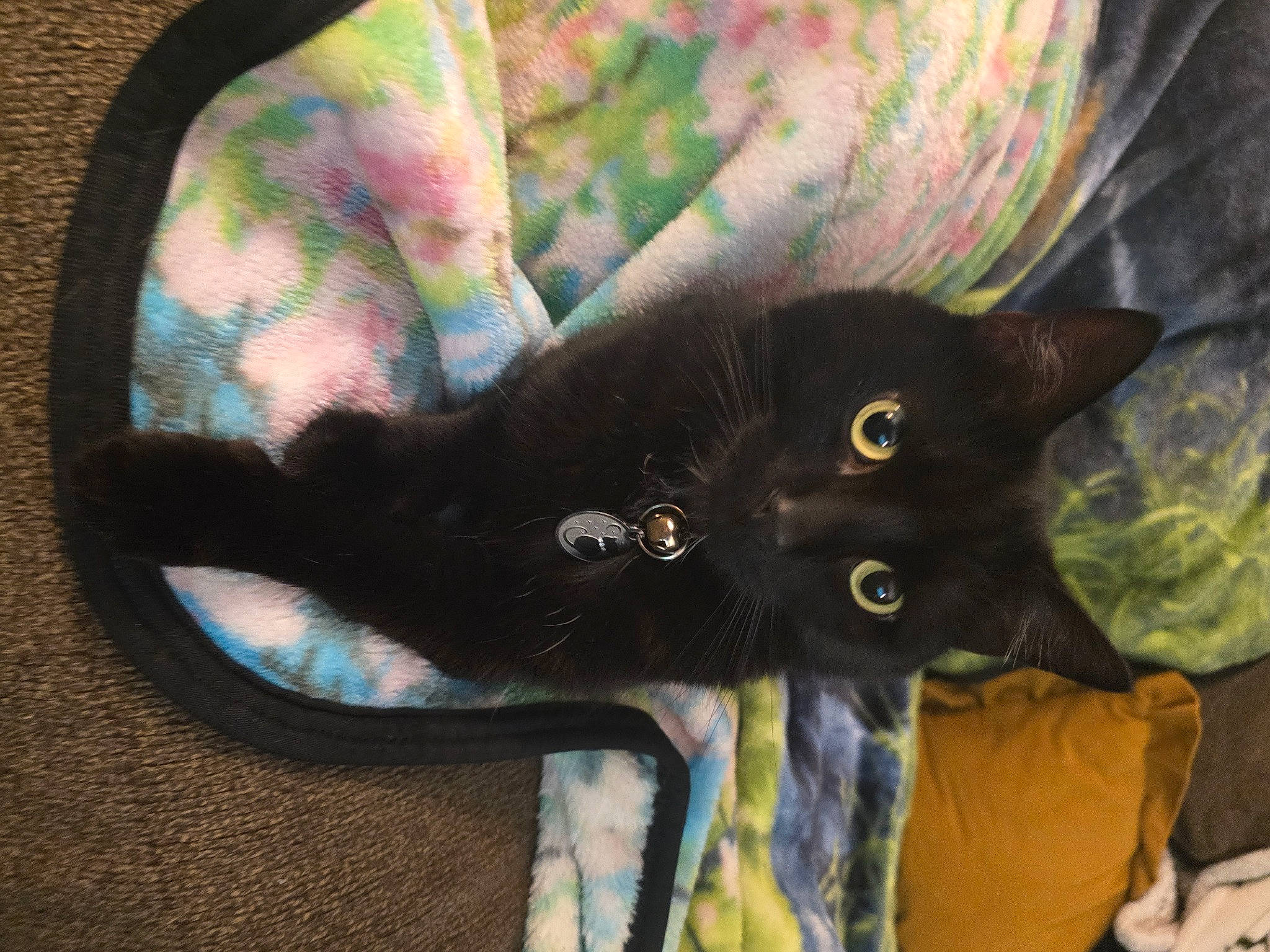 Shadow Magic joined the competition — help win amazing prizes! art, black_cat, bombay, carnivore, cat, claw, comfort, domestic_short_haired_cat, electric_blue, fashion_accessory, felidae, fur, paw, plant, small_to_medium_sized_cats, snout, tail, visual_arts, whiskers