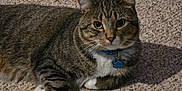 Milo is registered to the contest to win money with this photo: animal, carpet, cat, close_up, collar, cute, domestic_cat, eyes, feline, fur, indoor, lying_down, mammal, paw_tag, pet, portrait, relaxed, resting, tabby_cat, whiskers