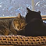 animal, black_cat, cat, cats, cozy, cuddling, cushion, ears, feline, floral_background, fur, home, indoor, patterned_fabric, pet, sitting, sleeping, tabby_cat, whiskers, window