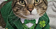 Milo joined the competition — help win amazing prizes! blanket, bow_tie, cat, close_up, clover, costume, cute, eyes, fabric, festive, gold_buckle, green_clothing, indoor, leprechaun_hat, paws, pet, portrait, st_patricks, tabby_cat, whiskers