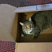 Milo joined the competition — help win amazing prizes! animal, box, brown_fur, cardboard_box, cat, cozy, ears, green_eyes, home, indoors, looking_at_camera, lying_down, paws, pet, photography, rug, sitting, striped_fur, tabby_cat, whiskers