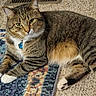 animal, blue_tag, carpet, cat, collar, feline, floor, green_eyes, heart_tag, home, indoor, lounging, lying_down, pet, portrait, relaxed, rug, striped_fur, tabby, white_paws