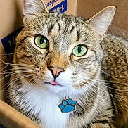 Milo joined the competition — help win amazing prizes! animal, cardboard_box, cat, close_up, collar, curious, cute, domestic_animal, feline, fur, green_eyes, indoor, paw_tag, pet, pink_tongue, portrait, relaxed, tabby, whiskers, young_cat