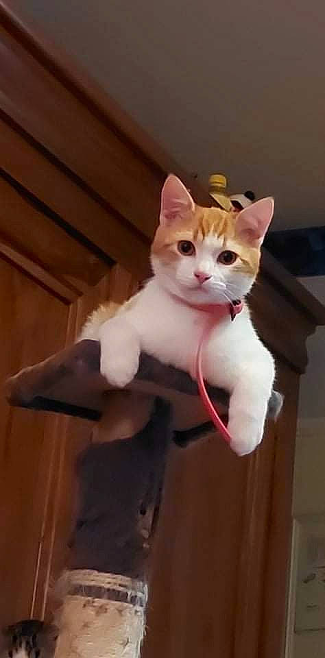 Salto a rejoint le concours — aidez-le/la à gagner de superbes lots ! carnivore, cat, domestic_short_haired_cat, fawn, felidae, fur, hardwood, paw, sitting, small_to_medium_sized_cats, snout, tail, terrestrial_animal, whiskers, wood