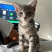 Neo joined the competition — help win amazing prizes! animal, bedspread, cat, closeup, curious, ears, fur, gray_tabby, indoor, kitten, light, looking, person, pet, screen, shirt, sitting, technology, texture, whiskers