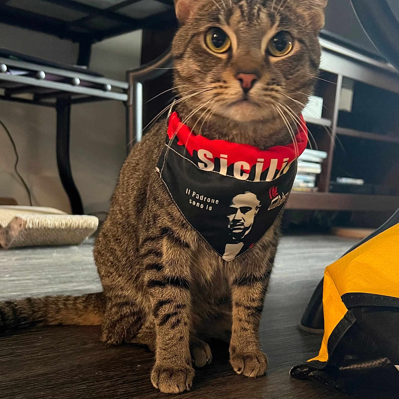 Storm is registered to the contest to win money with this photo: animal, bandana, casual, cat, closeup, cozy, curious, domestic, ears, eyes, floor, furniture, indoor, pet, sitting, tabby, tail, whiskers, wooden_floor, yellow_bag