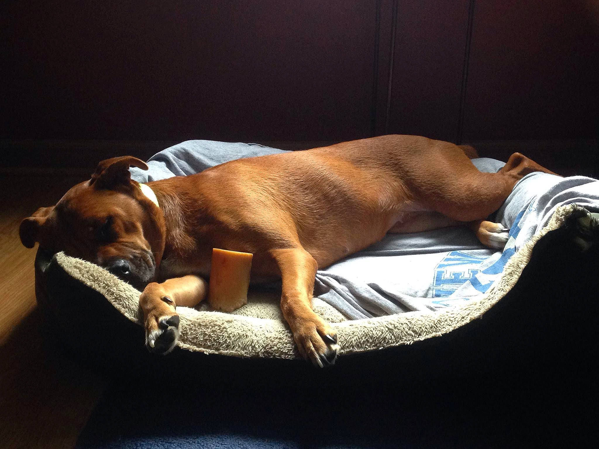 Tiki is registered to the contest to win money with this photo: boxer, canidae, carnivore, comfort, companion_dog, dog, dog_breed, dog_supply, fawn, hardwood, liver, nap, non_sporting_group, pet_supply, sleep, snout, sporting_group, tail, working_animal, working_dog