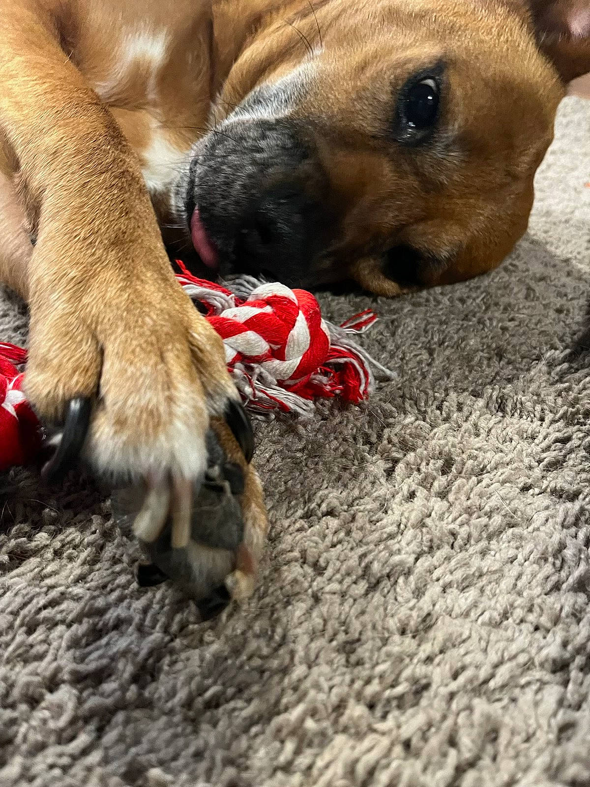 Tiki joined the competition — help win amazing prizes! canidae, carnivore, collar, companion_dog, dog, dog_breed, dog_collar, dog_supply, fawn, fur, liver, mammal, paw, pet_supply, snout, sporting_group, terrestrial_animal, vertebrate, whiskers, working_animal